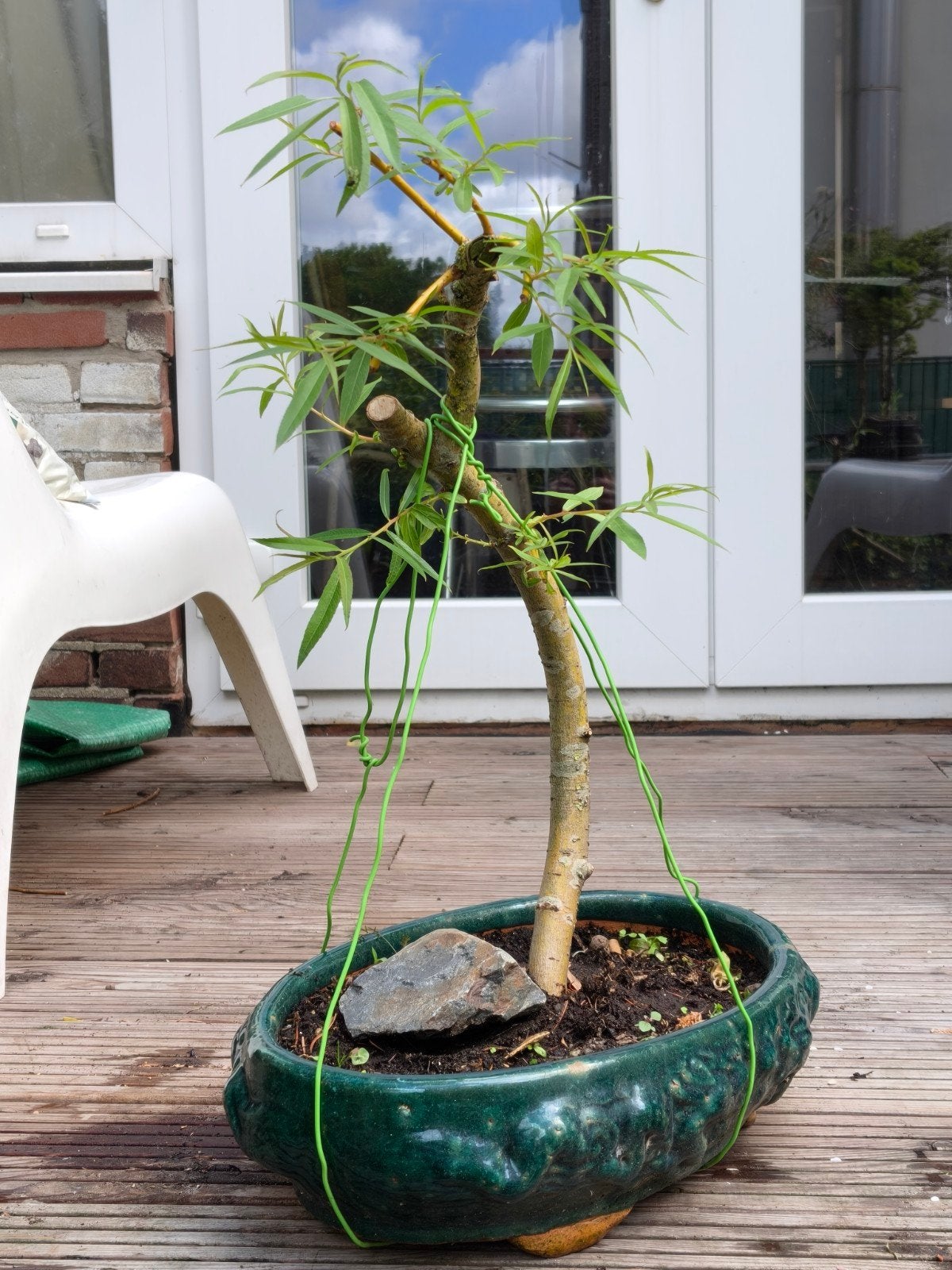 Treurwilg bonsai starter, pre bonsai, Ophalen, Bloeit niet, Halfschaduw, Overige soorten