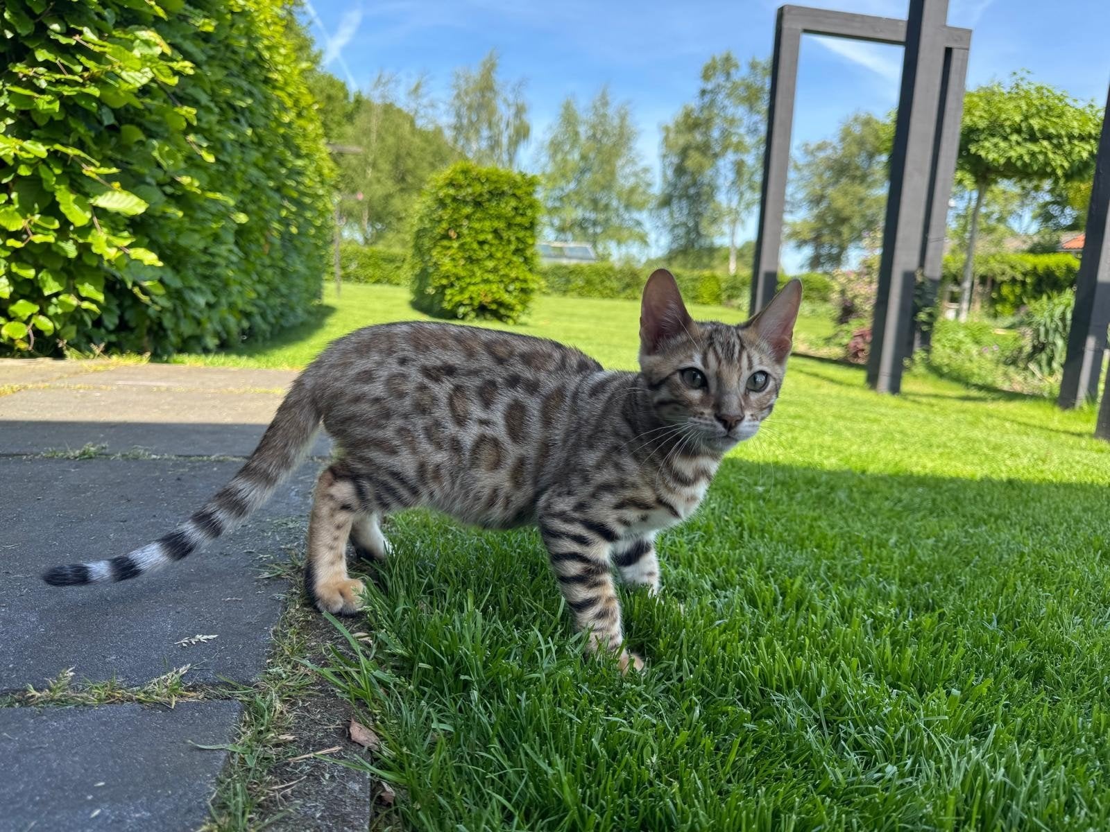 Prachtige Bengaal kittens met stamboom, Dieren en Toebehoren, Katten en Kittens | Raskatten | Korthaar, Kater, Met stamboom
