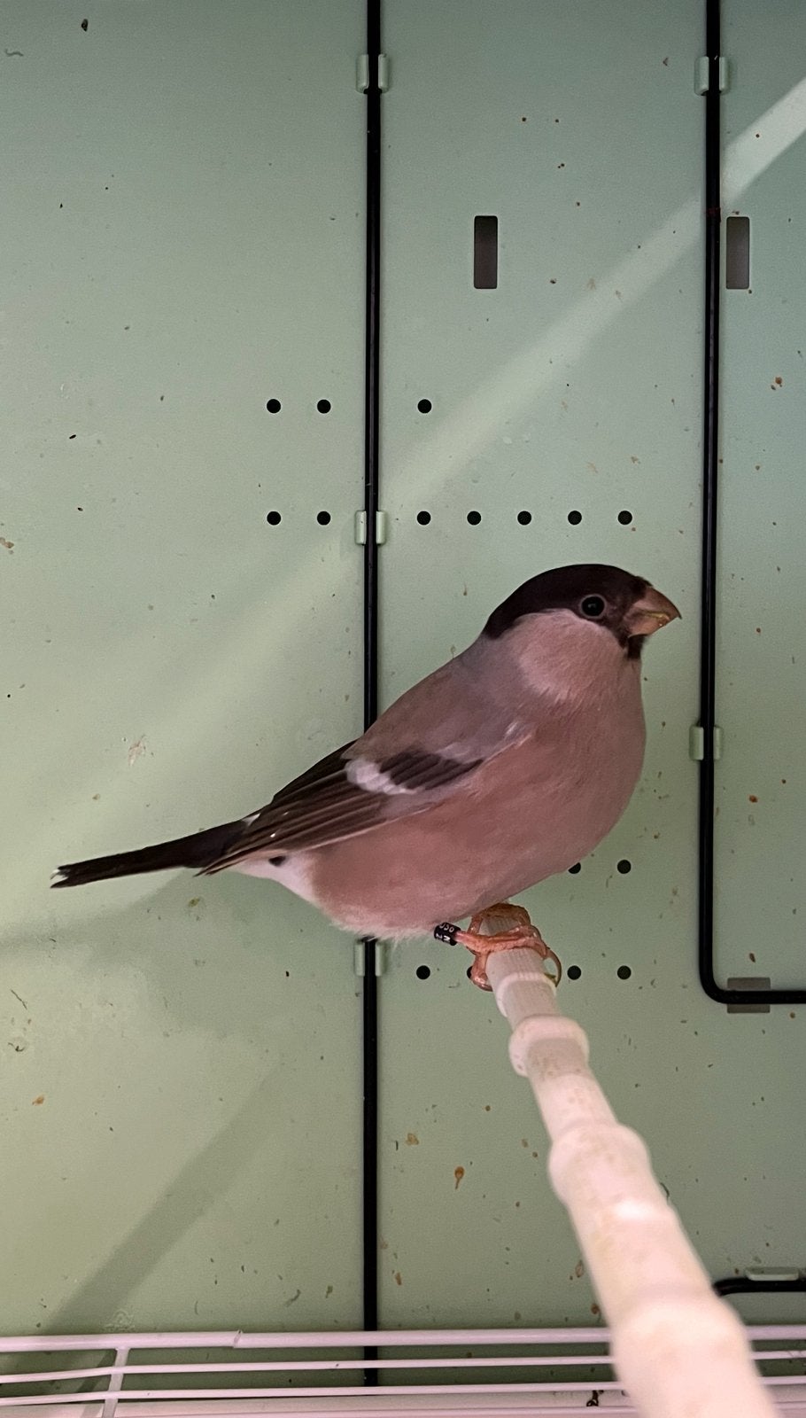 Koppel Grote Goudvinken, Meerdere dieren, Wildzangvogel