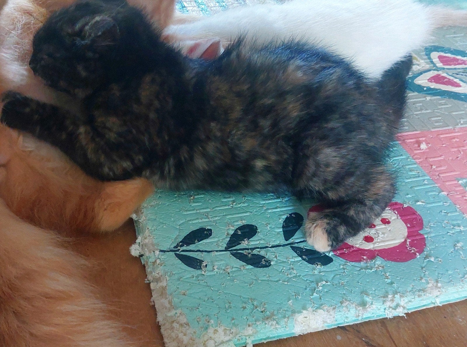 Half Noorse Boskat kitten, Meerdere dieren, Ontwormd