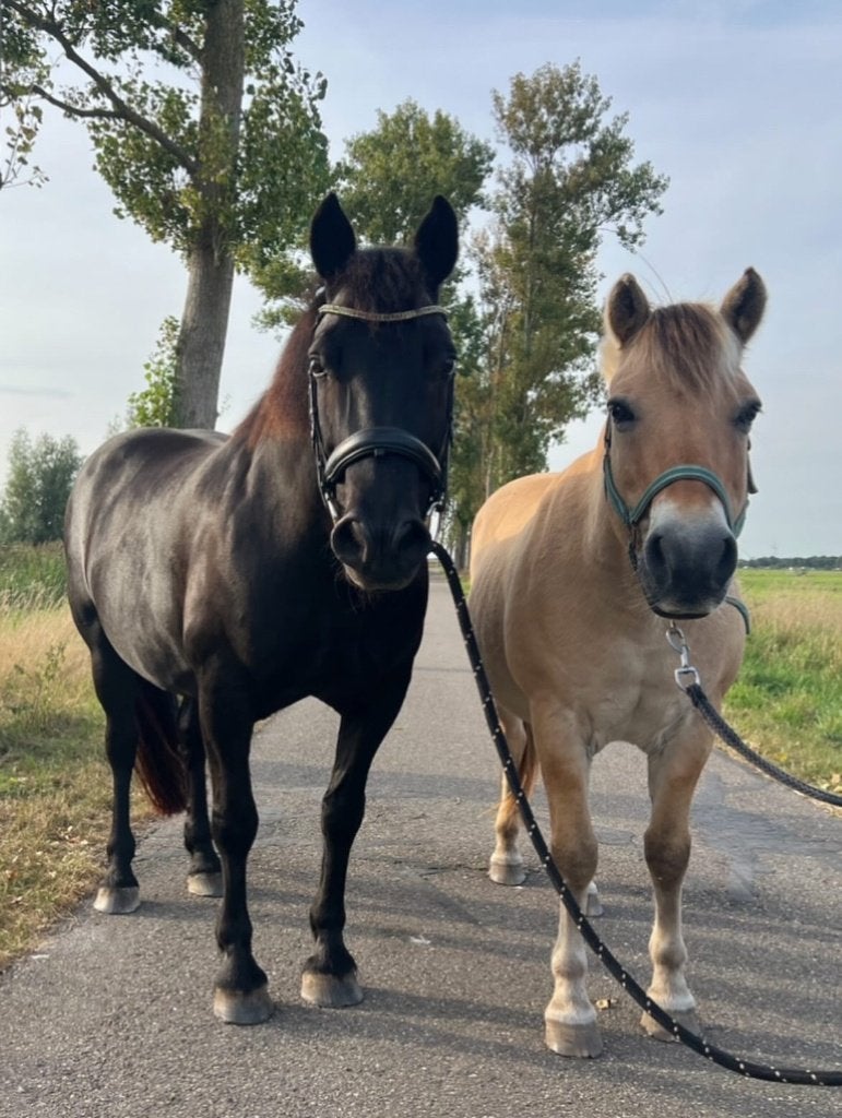 Verzorgpaard, verzorgpony bijrijdster/verzorgster gezocht, Ophalen of Verzenden, Nieuw, Overige disciplines