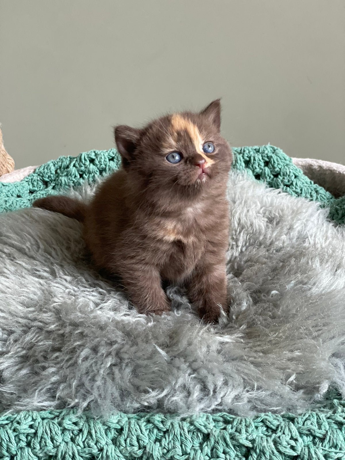 Choco & cinnamon & creme Britse Korthaar & langhaar kittens, Meerdere dieren, Gechipt