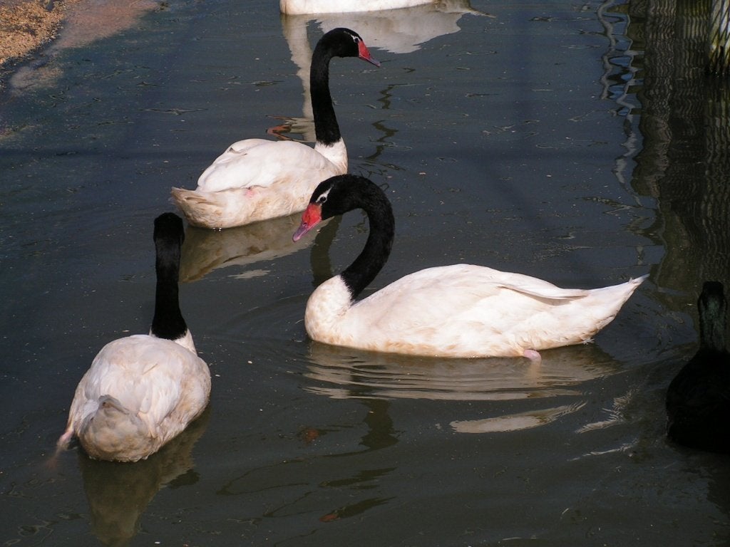 Zwarthals zwanen | Deskundig advies | Mooie zwanen, Dieren en Toebehoren, Mannelijk, Gans of Zwaan
