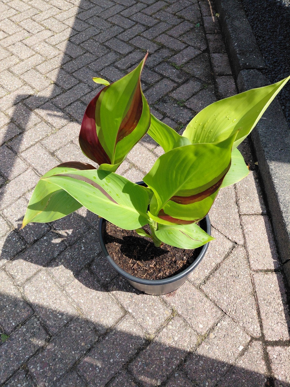 Canna planten, Tuin en Terras, Planten | Tuinplanten, Ophalen, Overige soorten, Volle zon