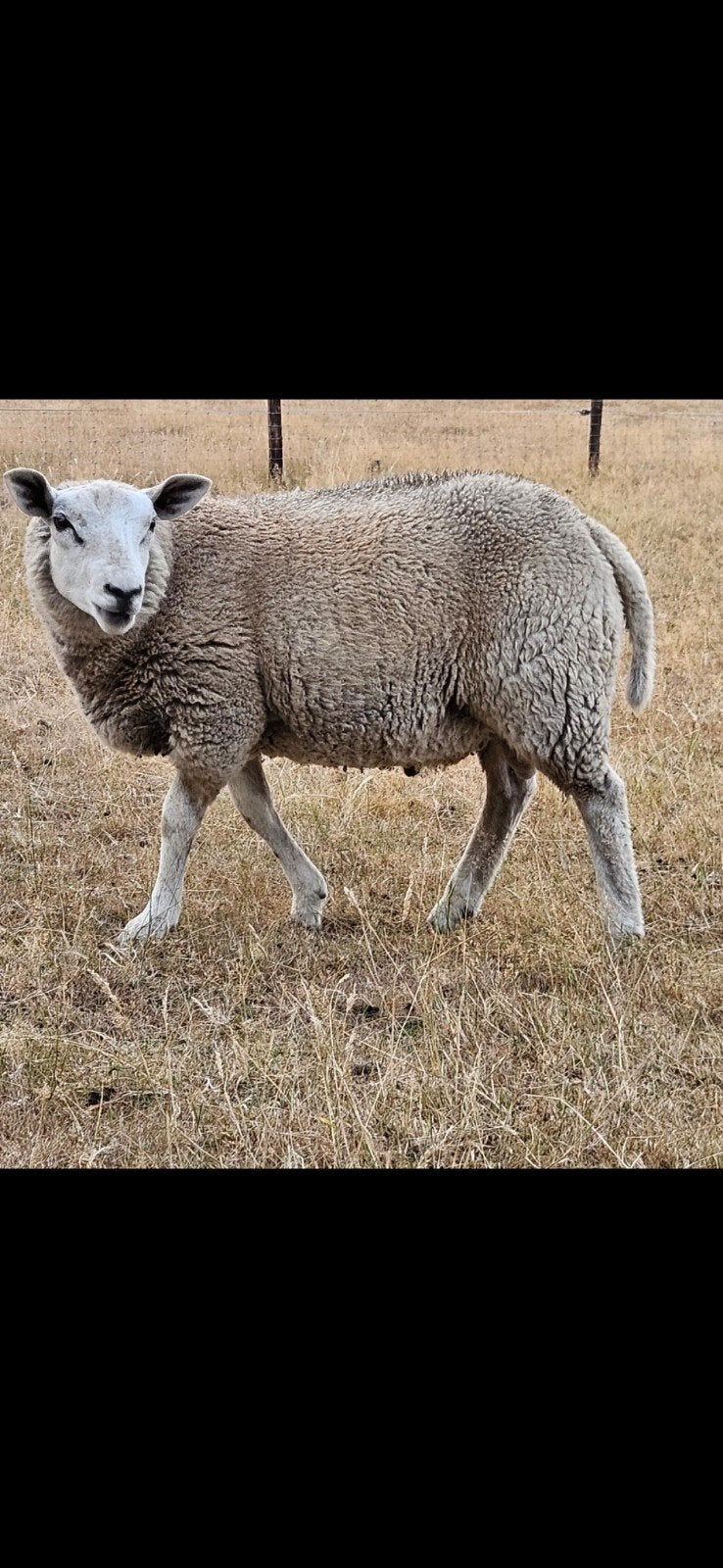 swifter schapen dekram, Mannelijk, Schaap