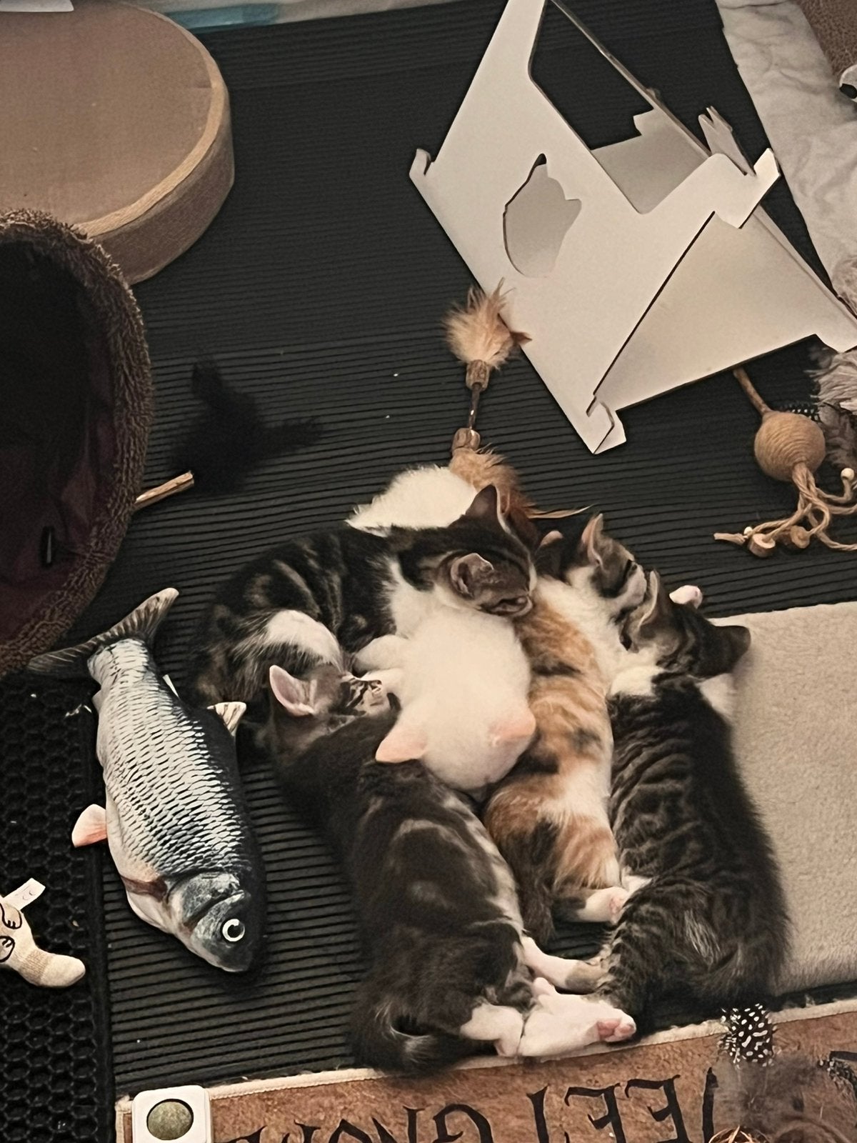 Katten, Dieren en Toebehoren, Katten en Kittens | Overige Katten, Kater, 0 tot 2 jaar