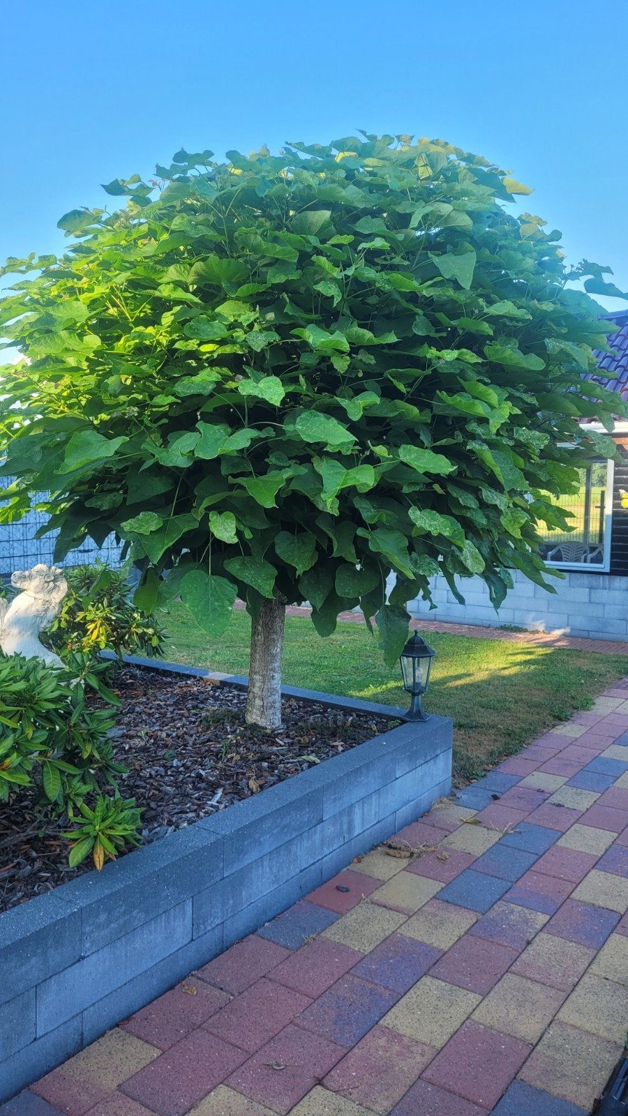 2 catalpa bomen !, Tuin en Terras, Bloeit niet, 250 tot 400 cm, Ophalen, Volle zon