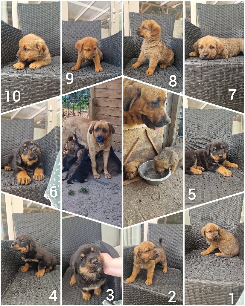 Rottweiler x Moskovitische waakhond pups, Parvo, 8 tot 15 weken, Groot, Meerdere