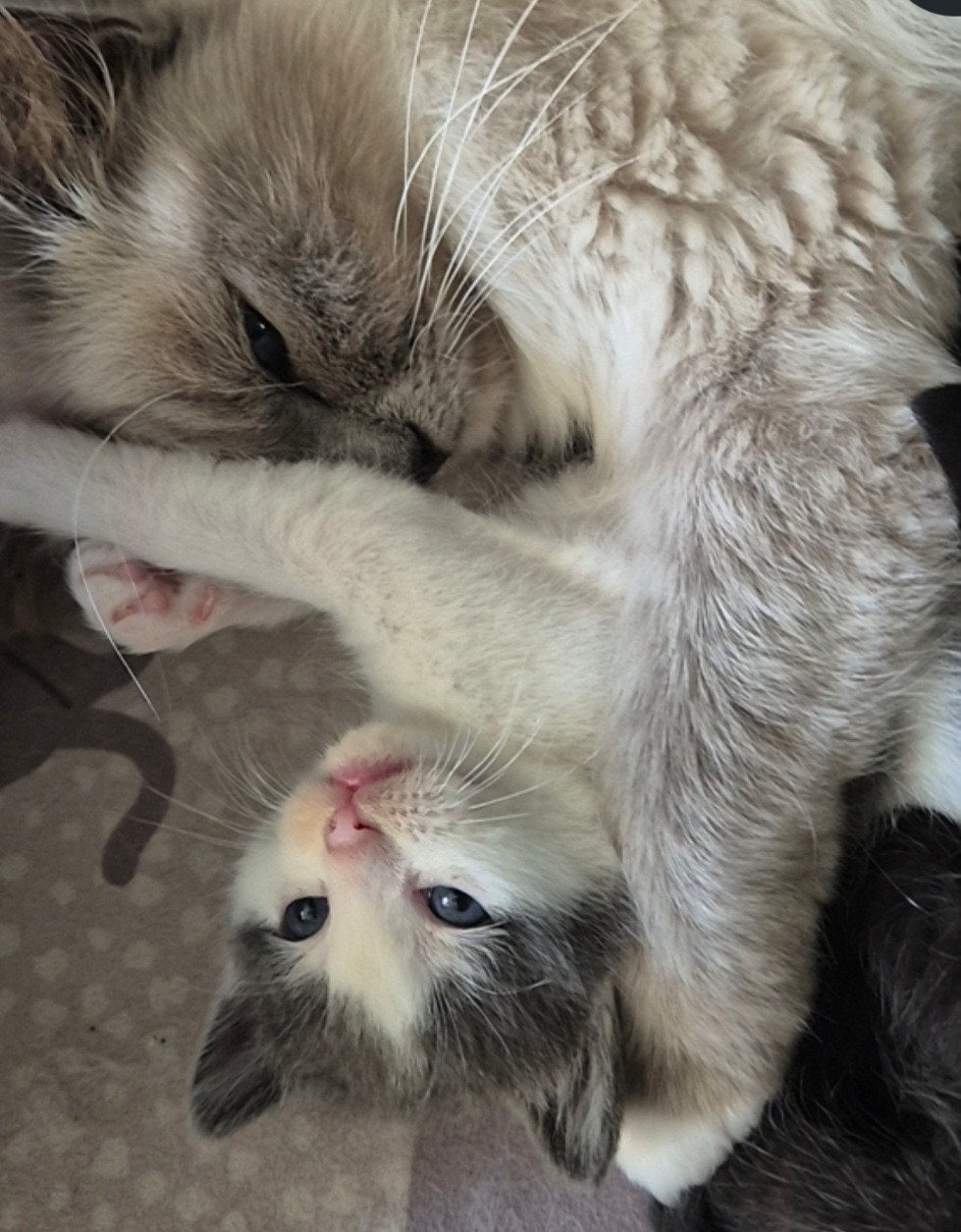 Ragdoll kruising, Meerdere dieren