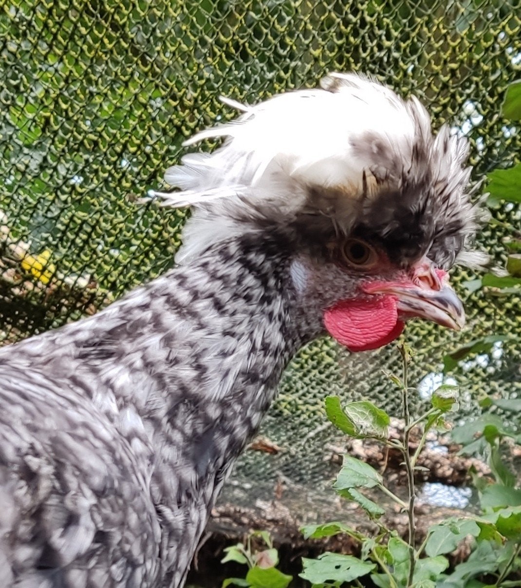 Hollandse kuifhoen haan koekkoek, Dieren en Toebehoren, Pluimvee, Mannelijk, Kip