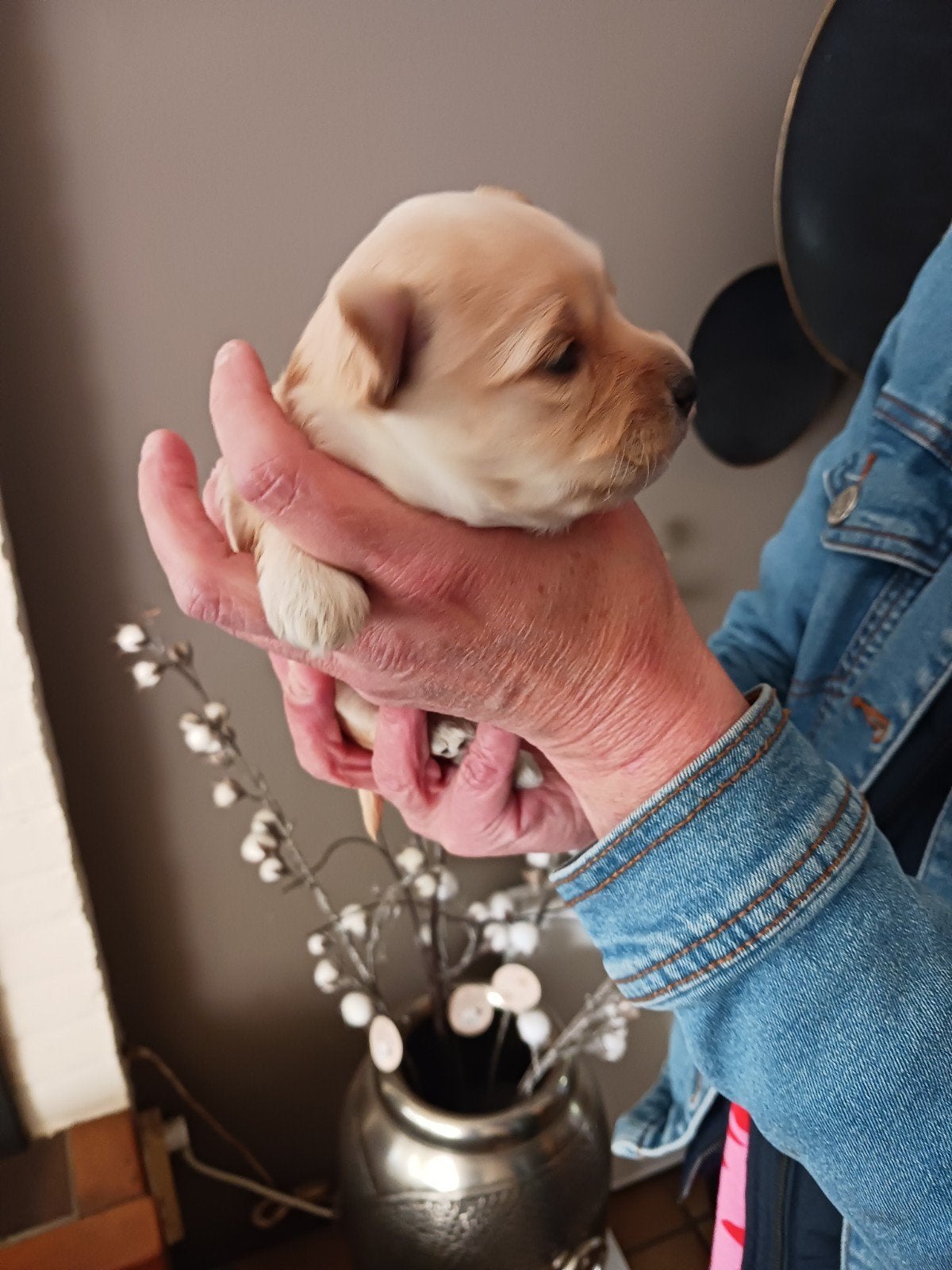Maltipoo pup (Boompoo), Parvo, Overige rassen, 8 tot 15 weken, Teef