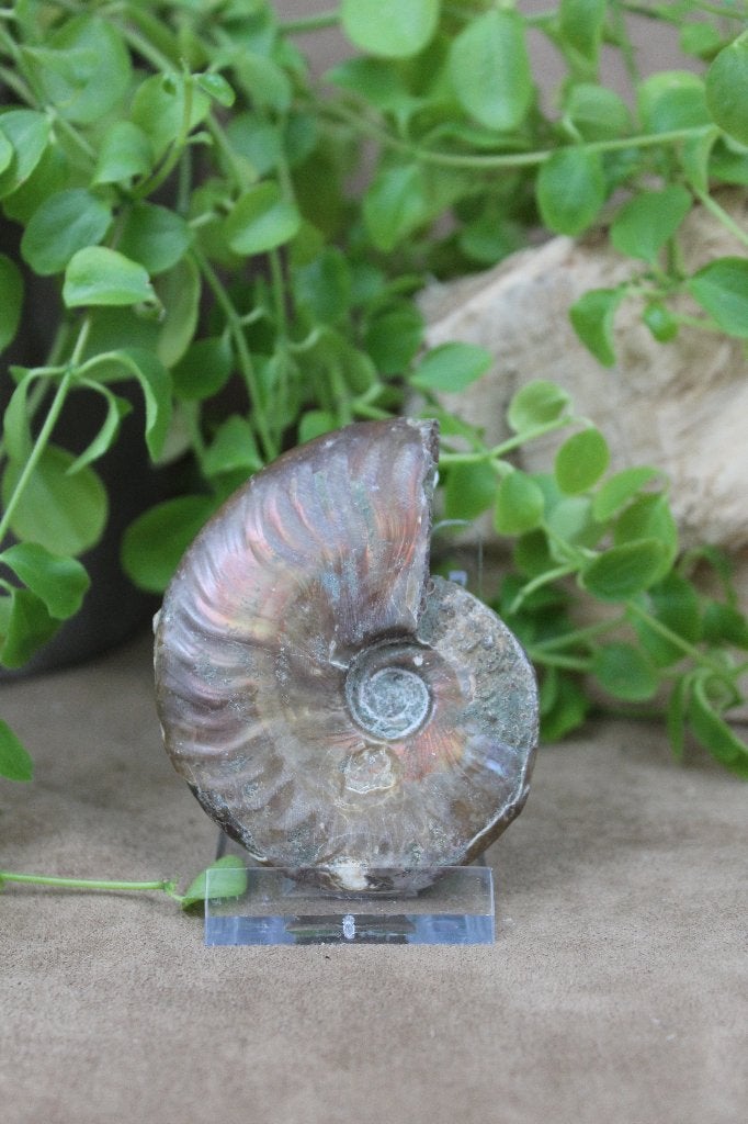 Ammoniet, Verzamelen, Mineralen en Fossielen, Ophalen of Verzenden, Mineraal
