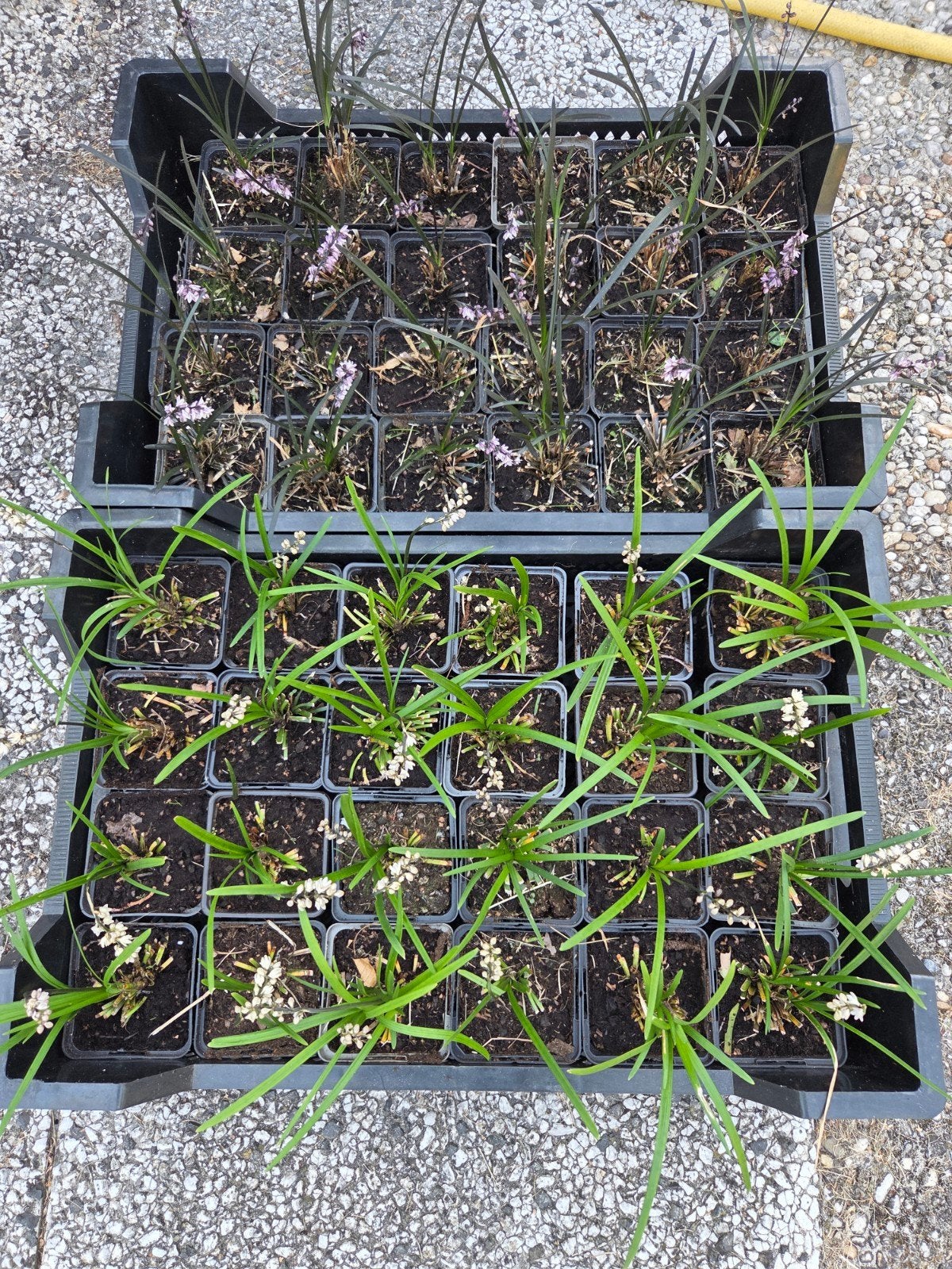 siergras ophiopogon niger japanse slangenbaard, Ophalen, Vaste plant, Siergrassen, Halfschaduw