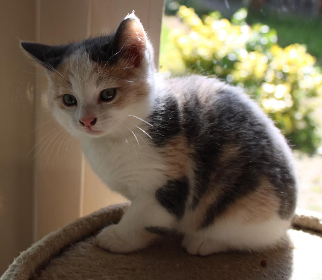 prachtige kitten grijze lapjespoes lapjeskat, Dieren en Toebehoren, Katten en Kittens | Overige Katten, Poes, Kortharig, 0 tot 2 jaar