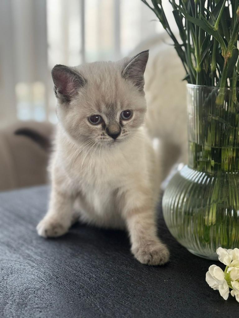 Britse korthaar kitten, Dieren en Toebehoren, Katten en Kittens | Raskatten | Langhaar, Poes, Ingeënt