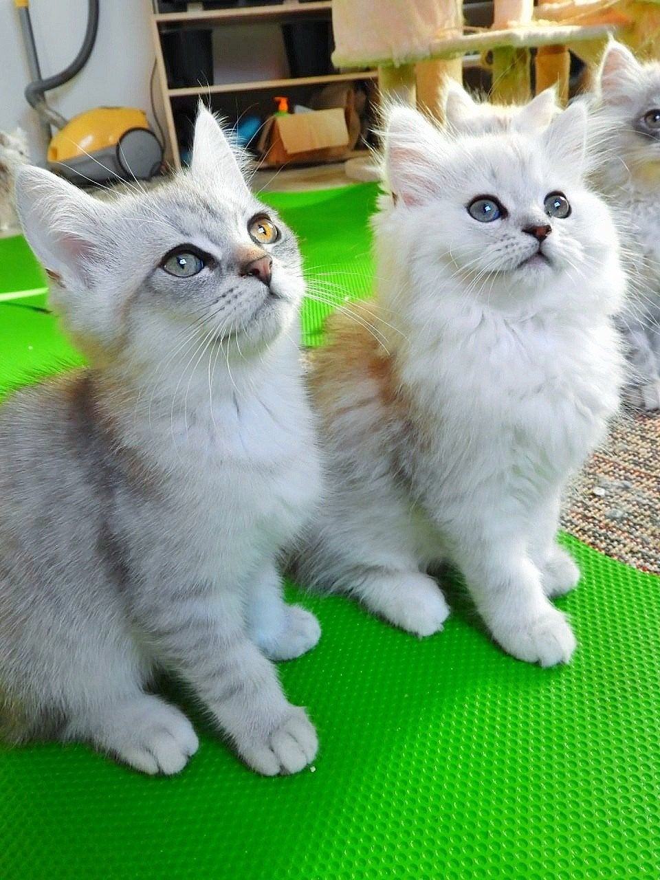 Droomkatje! Prachtige Ragdoll x Britse Langhaar kittens – Su, Meerdere dieren, Ontwormd, 0 tot 2 jaar