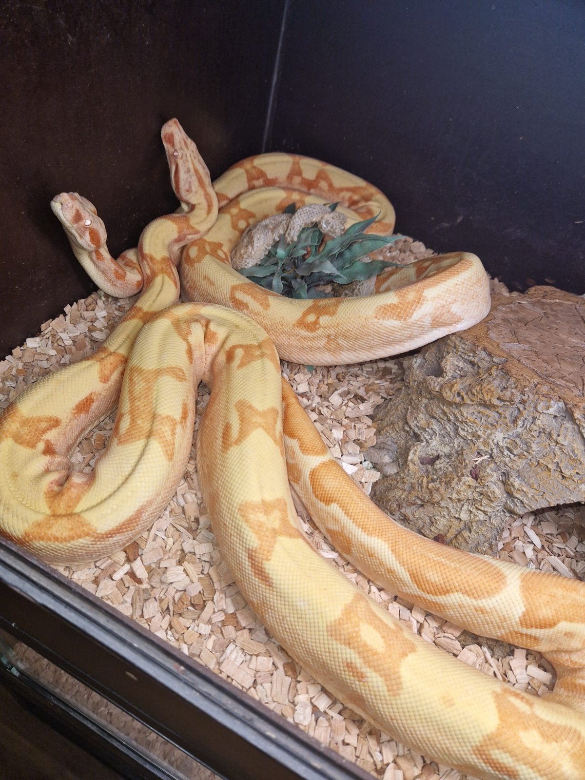 boa constrictor sunglow anery vrouwen kweekrijp