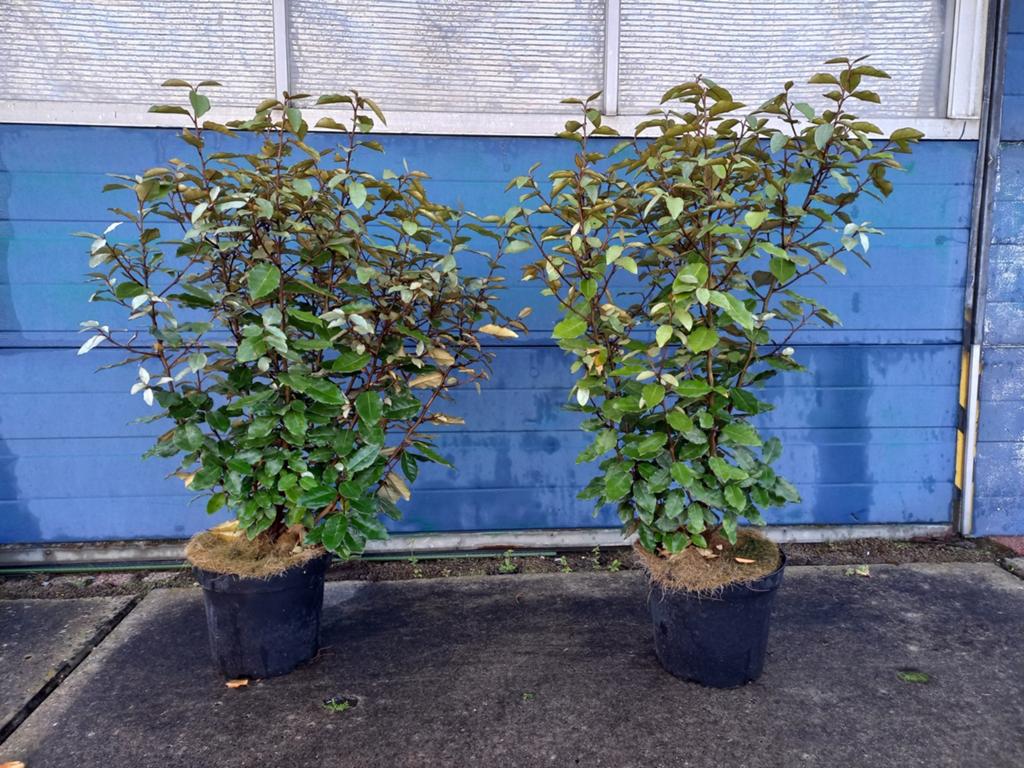 elaeagnus compacta ofwel olijfwilg 70-80cm €12,50, Ophalen, Overige soorten, Volle zon