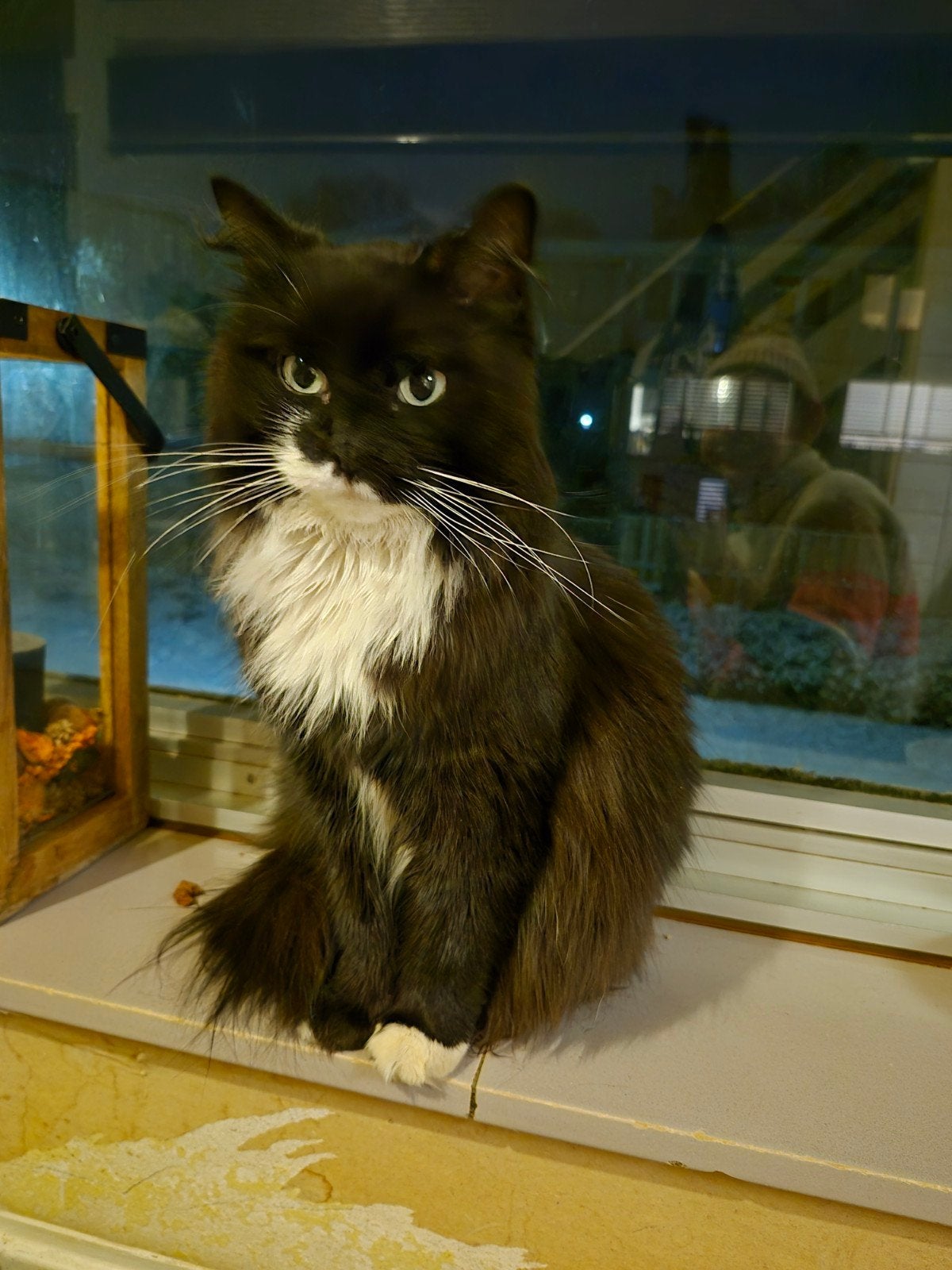 Boskat X Maine coon, Poes, Ontwormd, 0 tot 2 jaar