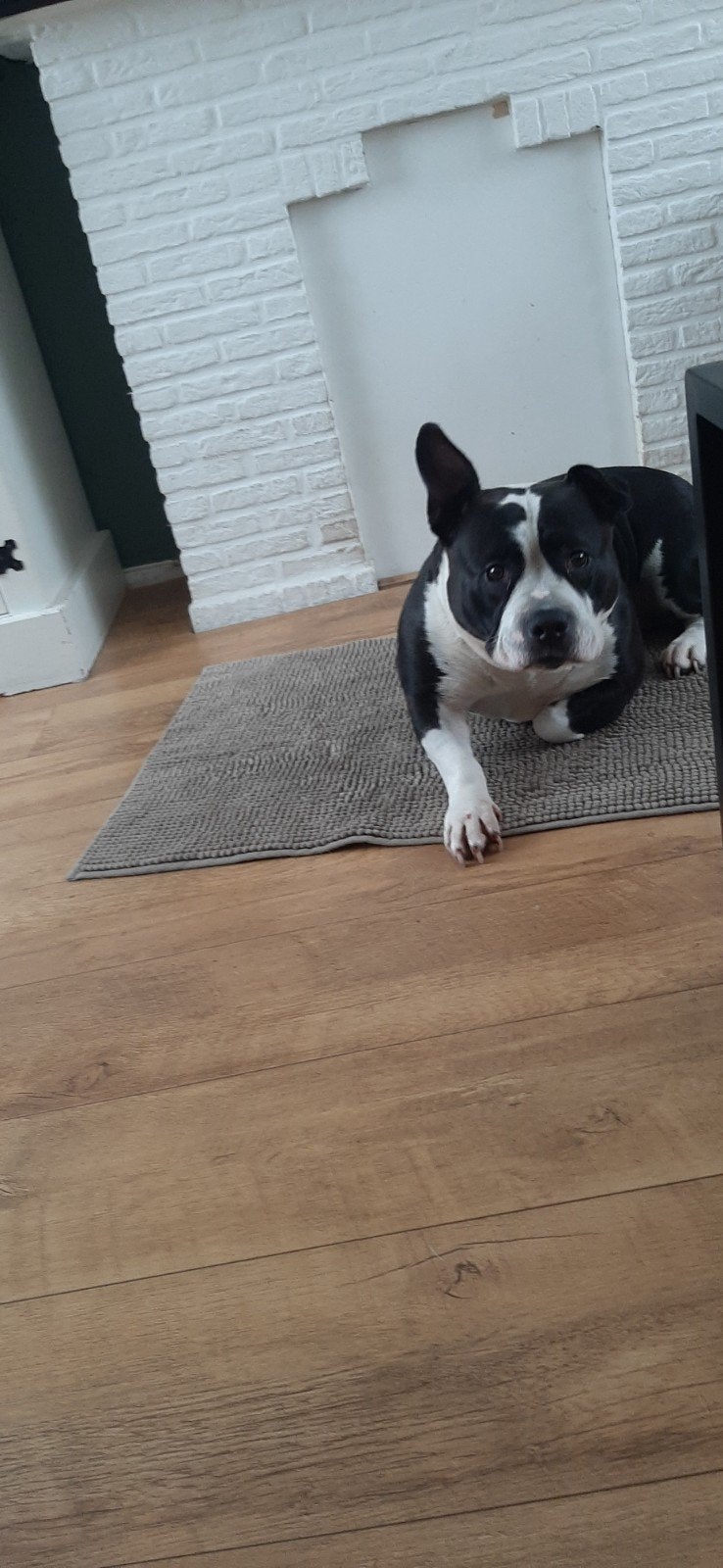 Amerikaanse pocket bully, Overige rassen, Teef, Parvo, Eén hond