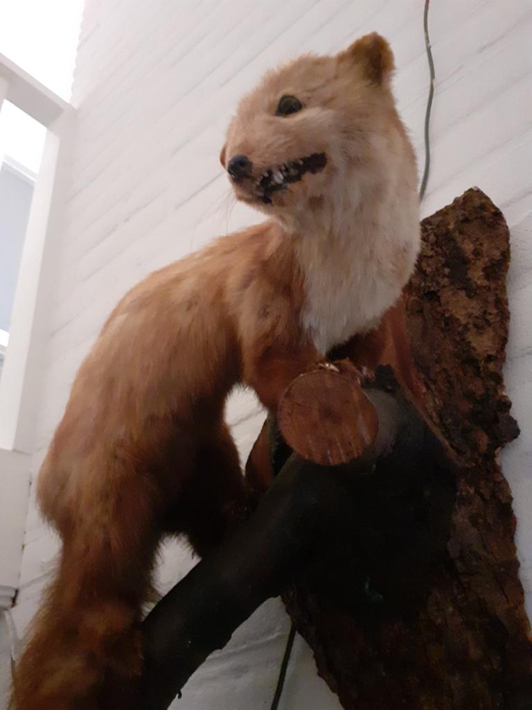 opgezette steenmarter op wandstuk, vintage taxidermie, Verzamelen, Dierenverzamelingen, Ophalen of Verzenden, Gebruikt, Wild dier