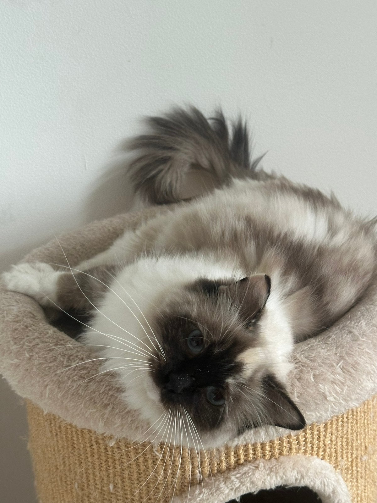 Mooie en lieve Ragdoll  poes met stamboom, Poes