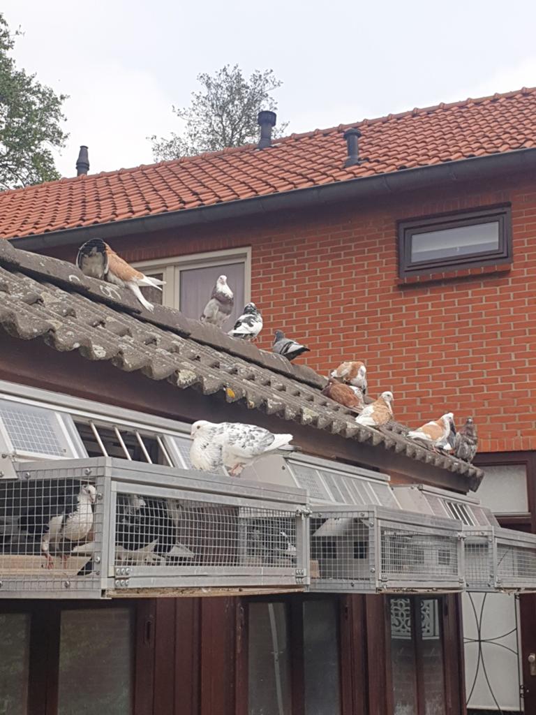 Nestkoppel zwartbonte HAAGSE tilduiven EIGENKWEEK  piepers, Geslacht onbekend, Kropper