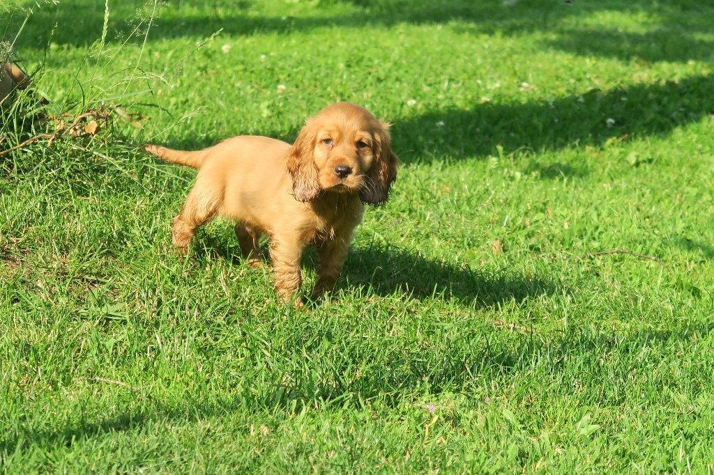 Vrolijke Engelse Cocker Spaniel pups reutjes, Dieren en Toebehoren, Honden | Retrievers, Spaniëls en Waterhonden, Parvo, Nederland