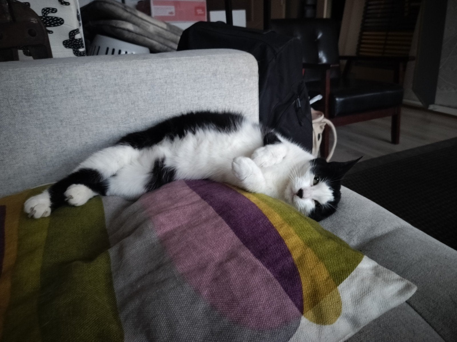 Kat vermist!, Dieren en Toebehoren