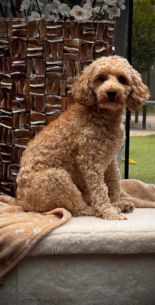 Mini Australian labradoodle Bodhi, Dieren en Toebehoren, Honden | Dekreuen, Parvo, Reu, Eén hond, 3 tot 5 jaar