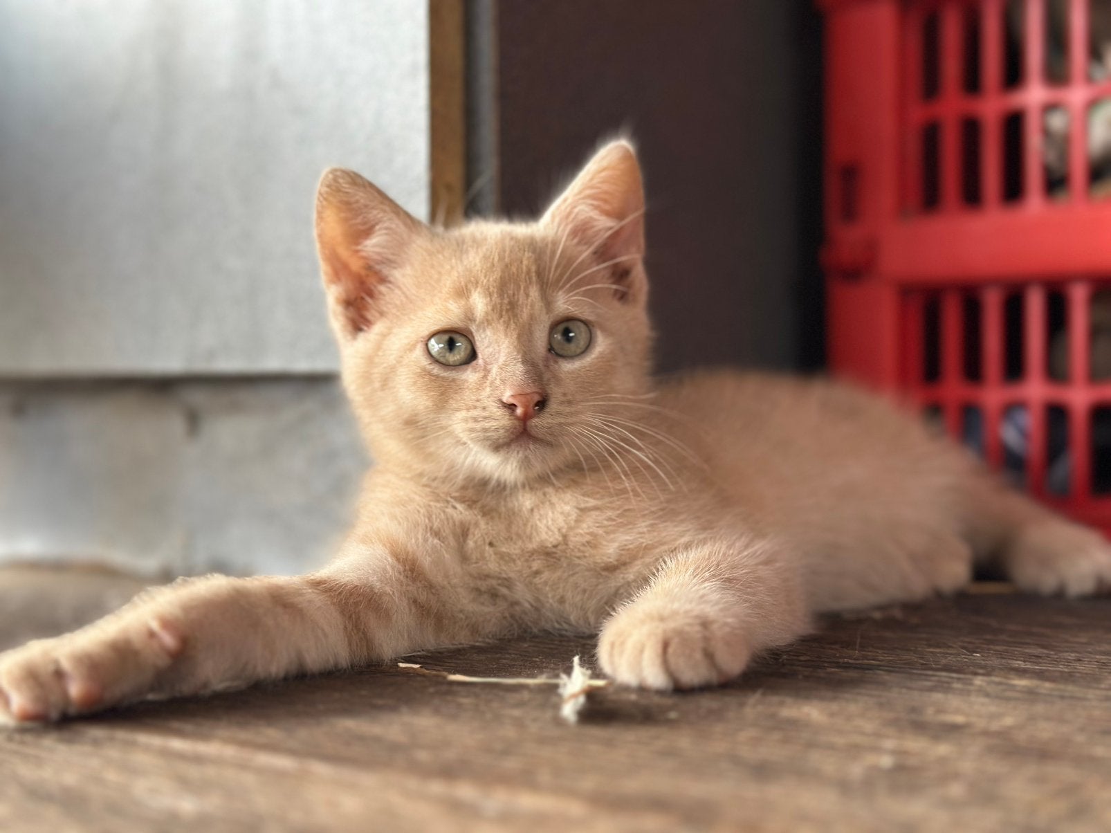 3 superlieve kittens, Kater, Ontwormd