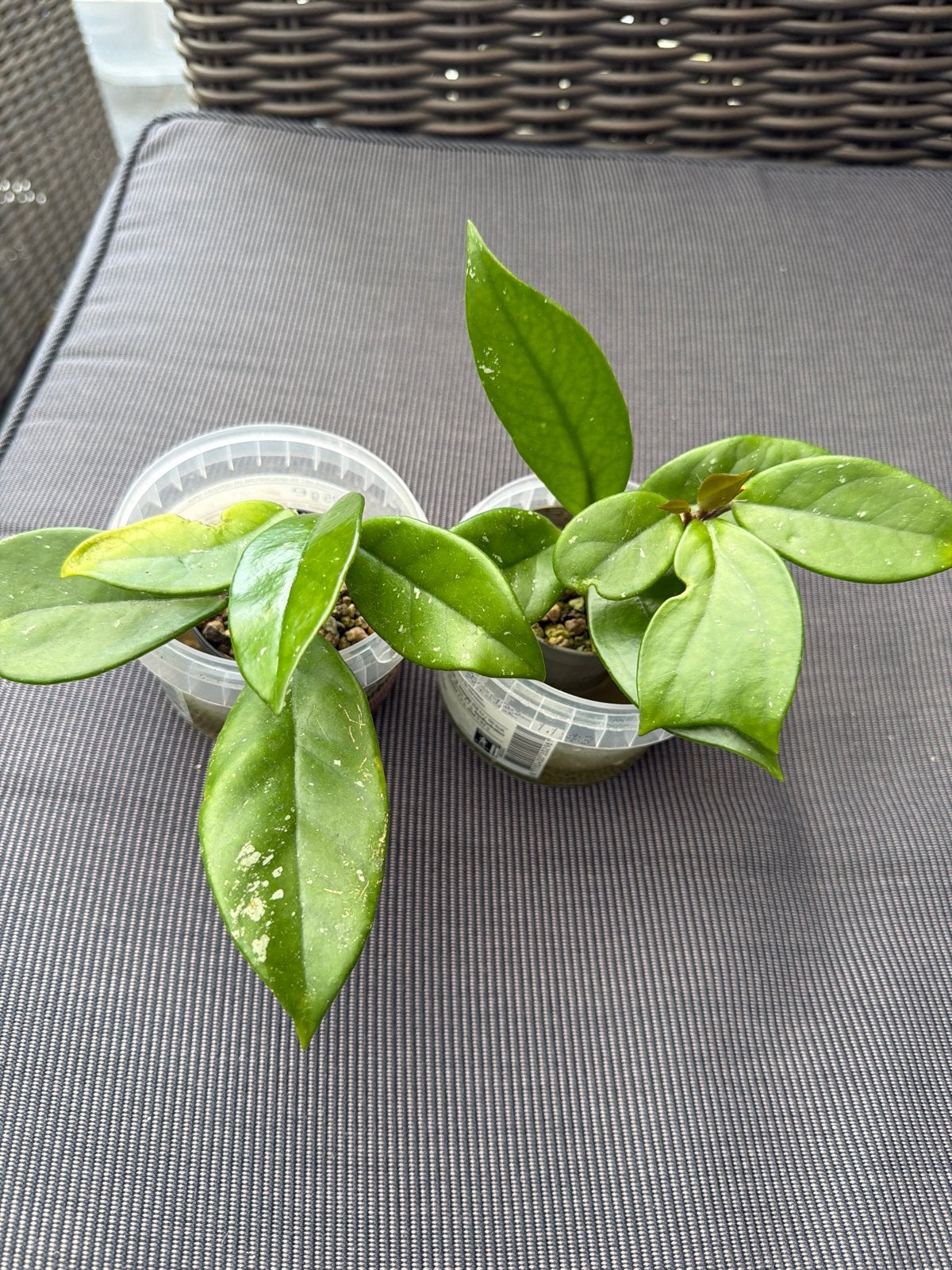 Hoya 'Dasyantha' Splash - prijs is voor alle 4 stuks, Huis en Inrichting, Ophalen of Verzenden, Halfschaduw, Minder dan 100 cm