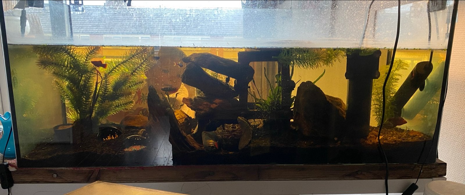Gratis aquarium met inhoud! (Schilpad), Ophalen