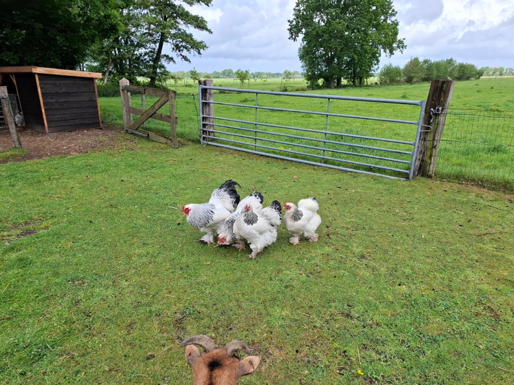 Broedeieren brahma columbia, Dieren en Toebehoren, Schapen, Geiten en Varkens, Geslacht onbekend, Varken