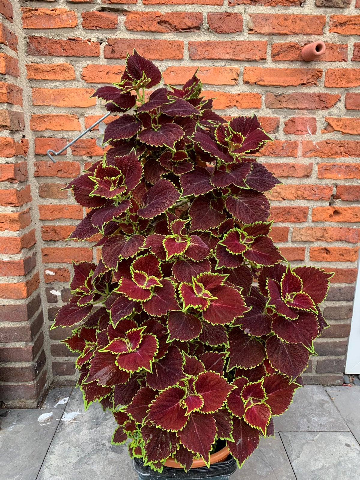 Siernetel, Huis en Inrichting, Kamerplanten, Ophalen of Verzenden, Halfschaduw, Minder dan 100 cm
