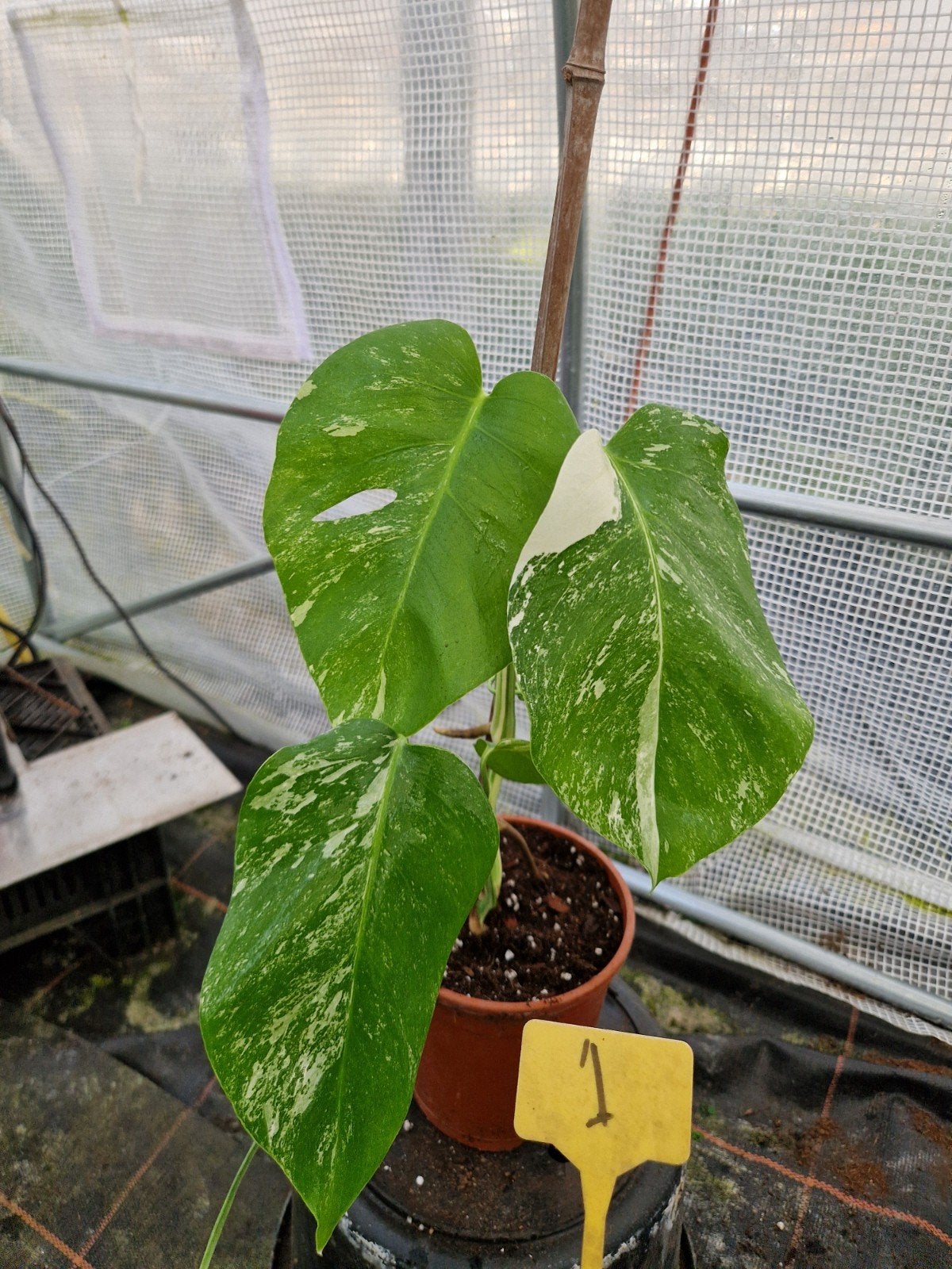 Monstera Deliciosa Albo Variegata kamerplant mosstok #1, Ophalen of Verzenden, Halfschaduw, Minder dan 100 cm