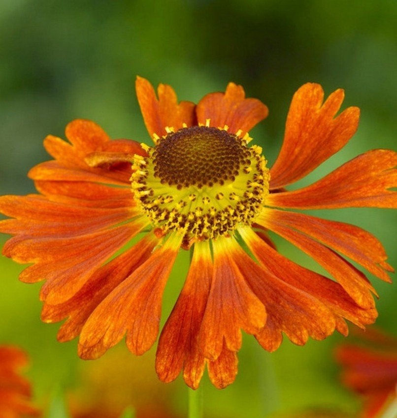 Helenium 'Moerheim Beauty' - Vaste plant in P9, Overige soorten, Volle zon, Vaste plant, Ophalen of Verzenden