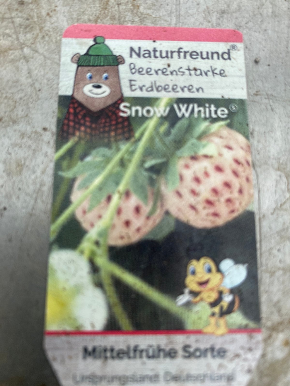 Snow white aarbei, Tuin en Terras, Planten | Tuinplanten, Ophalen, Overige soorten, Volle zon