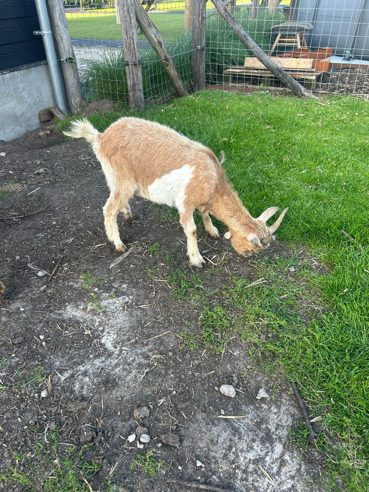 Dwerggeit, Dieren en Toebehoren, Schapen, Geiten en Varkens, Vrouwelijk, Geit