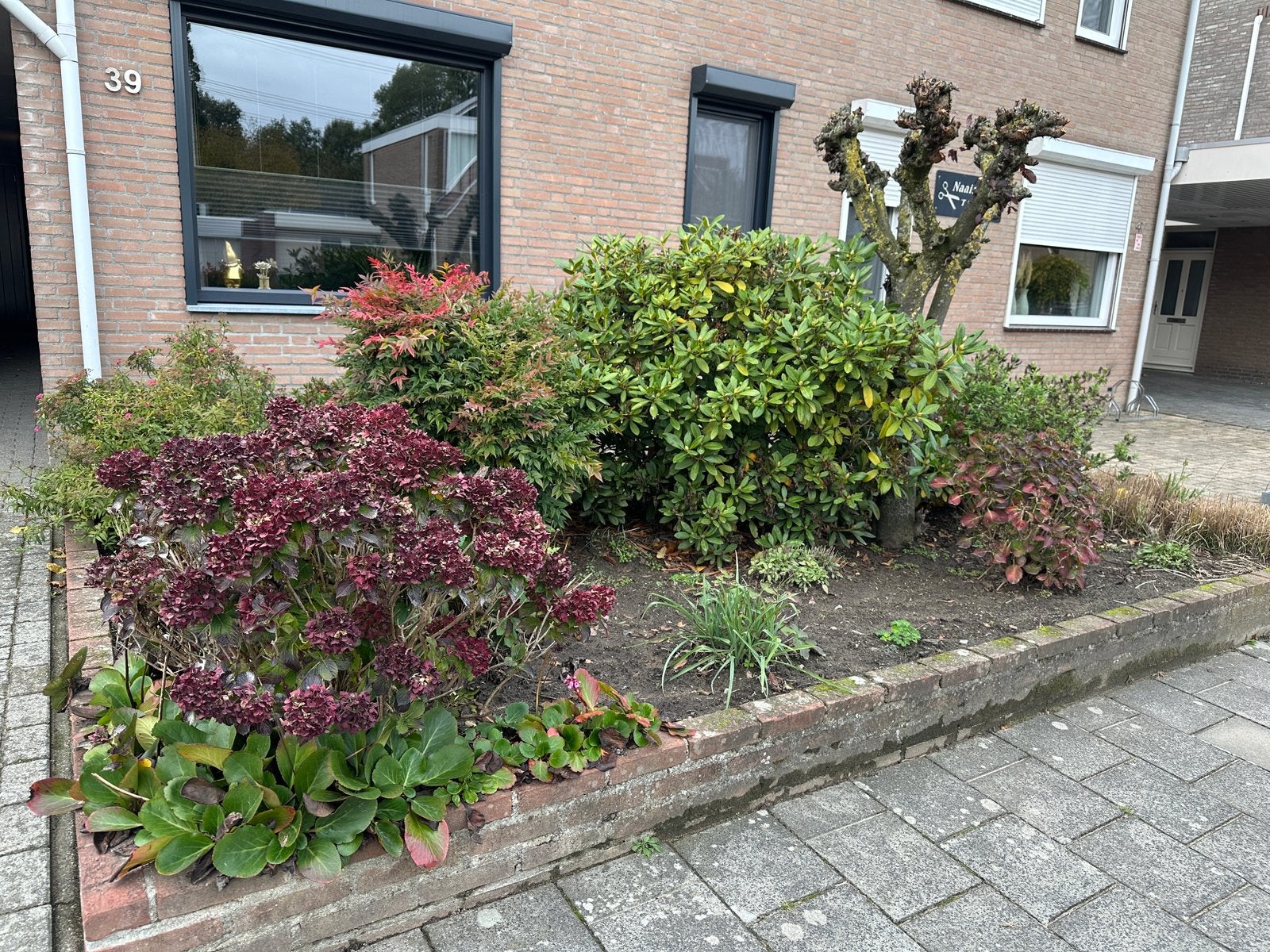 Gratis planten, boompje en zand, Ophalen, Overige soorten, Volle zon