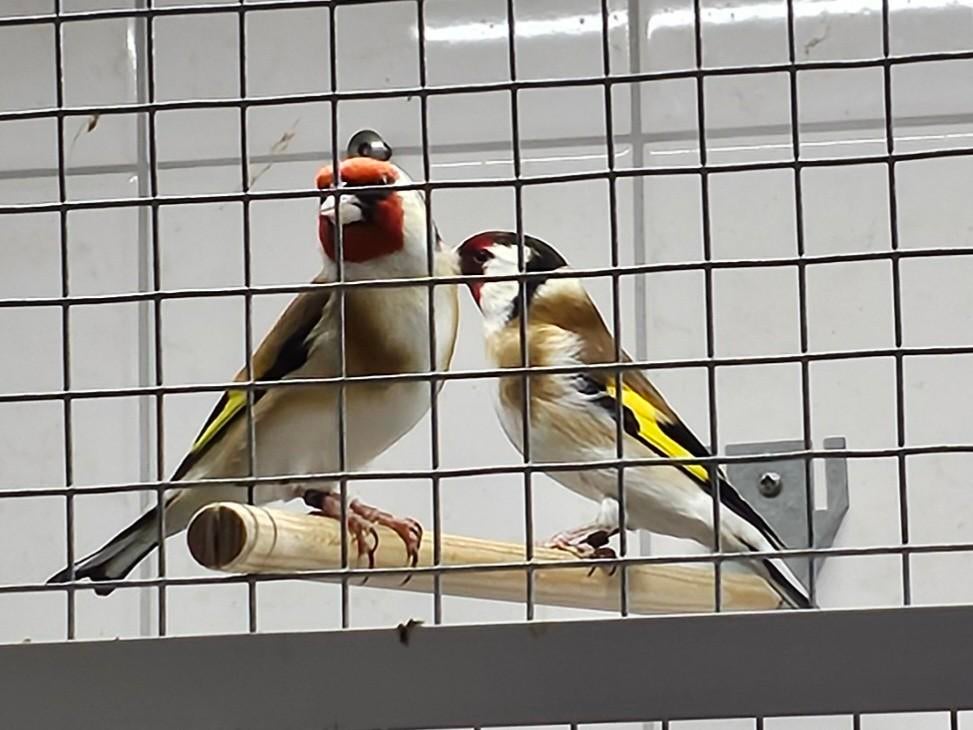 Mooi Koppel Majoor Putters 2025 pop met DNA, Dieren en Toebehoren, Vogels | Overige Vogels, Meerdere dieren, Wildzangvogel, Geringd