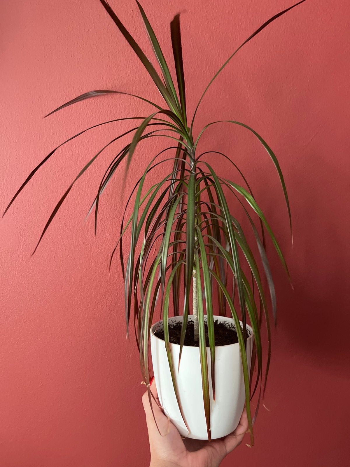 Dracaena Marginata - Drakenbloedboom in pot, Ophalen, Overige soorten, Halfschaduw, In pot