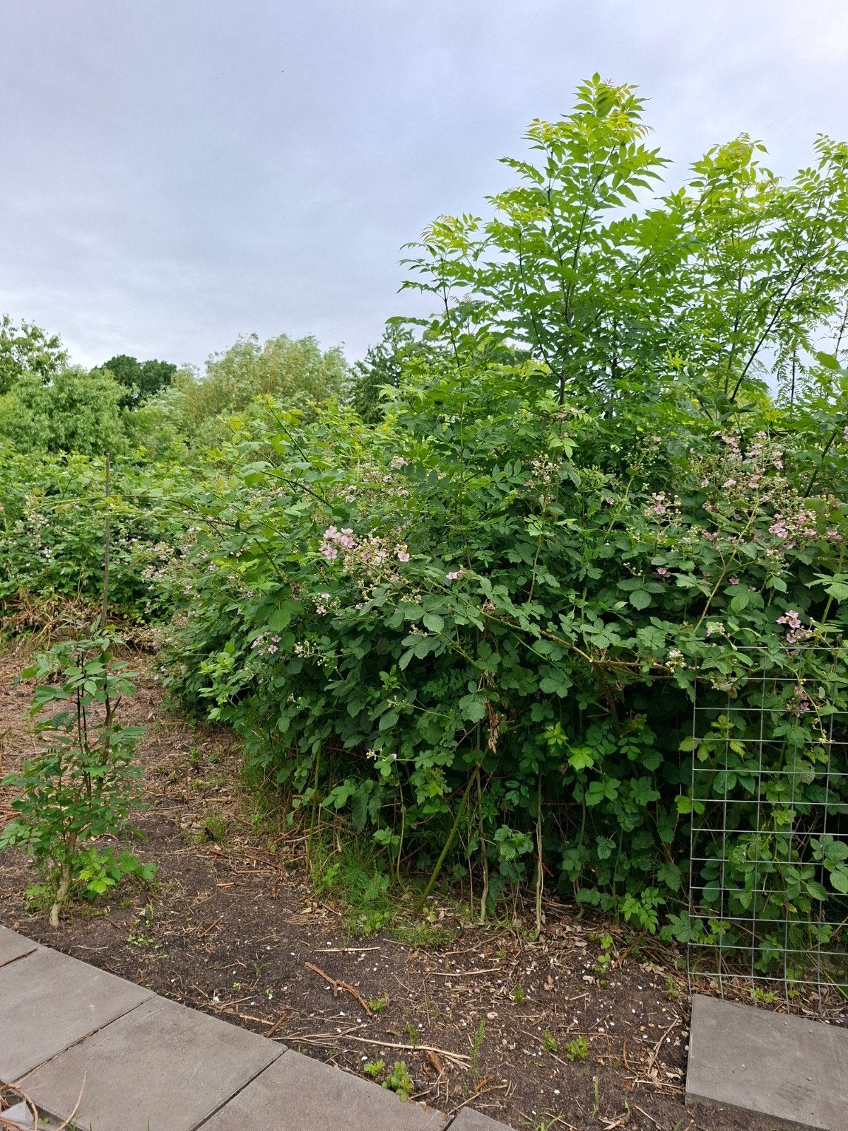 Bramen/tomaten stekken (ruilen), Ophalen, Volle zon, Vaste plant, Zomer
