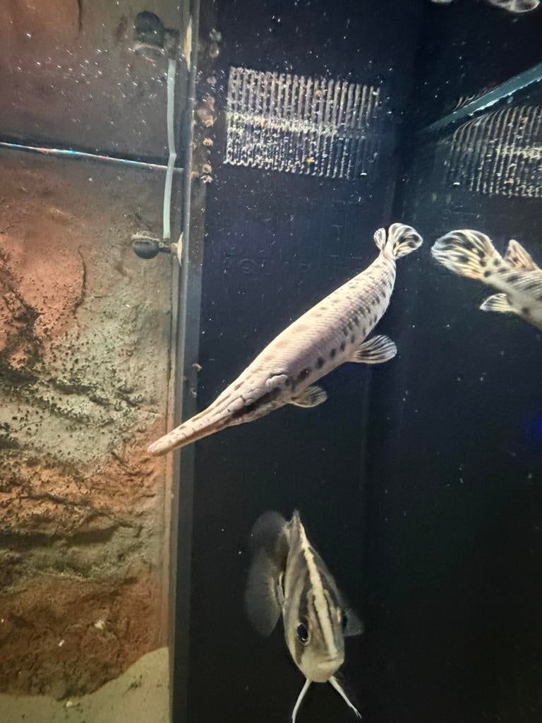 Spotted gar, Dieren en Toebehoren, Vissen | Aquariumvissen, Vis