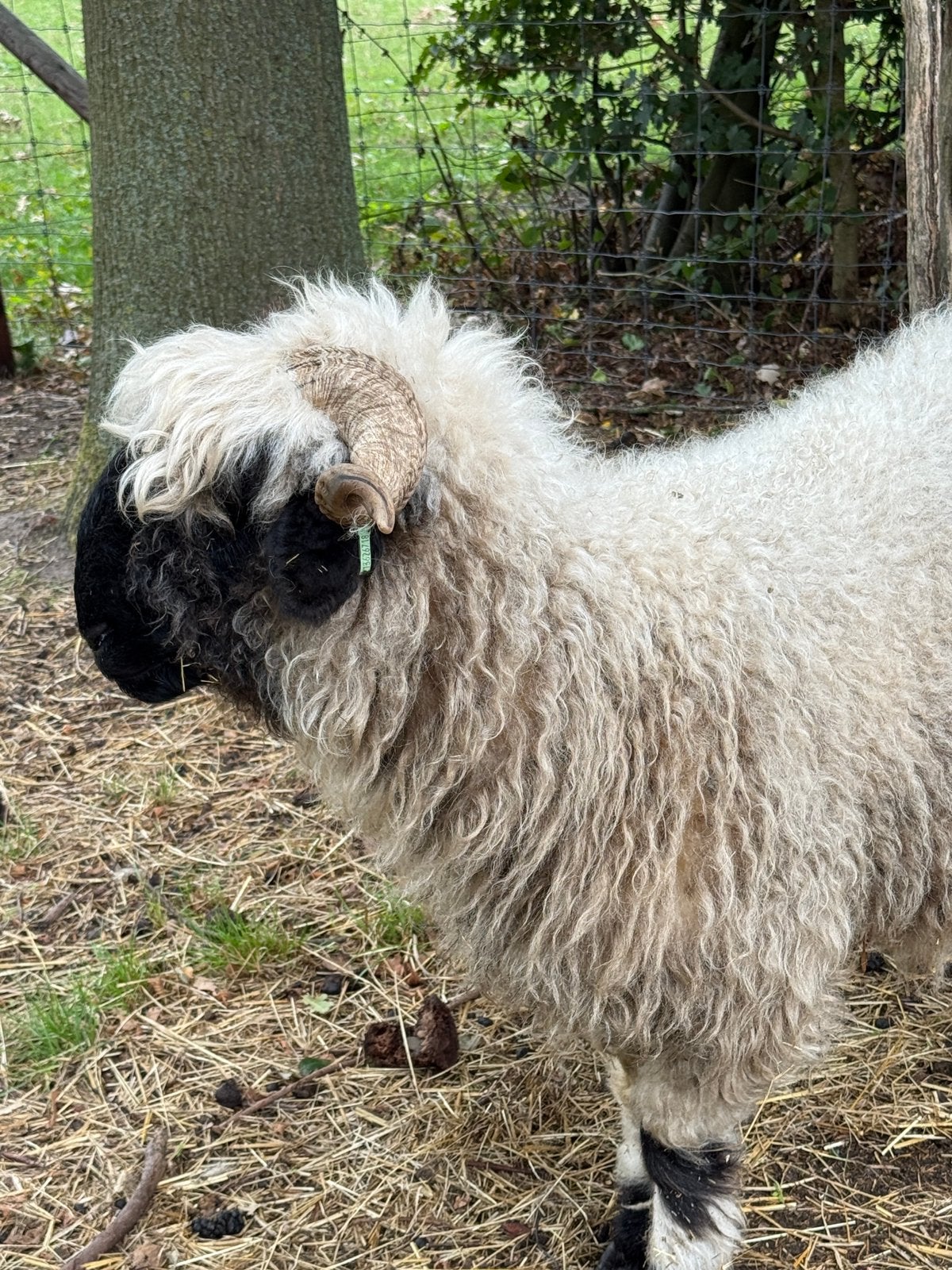 Te koop Wallischer schwarznase ooi, Vrouwelijk, Schaap
