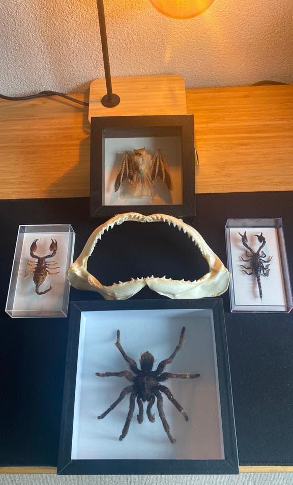 Unieke collectie: Tarantula, schorpioenen, vleermuis, haaien, Ophalen of Verzenden, Zo goed als nieuw, Overige soorten, Opgezet dier