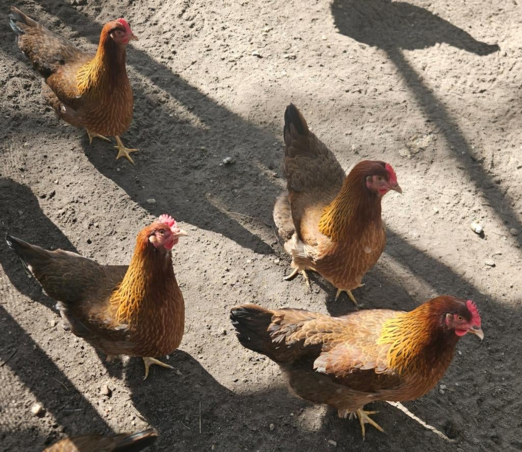 TE KOOP Welsumer broedeieren groot ras, Dieren en Toebehoren, Pluimvee, Geslacht onbekend, Kip