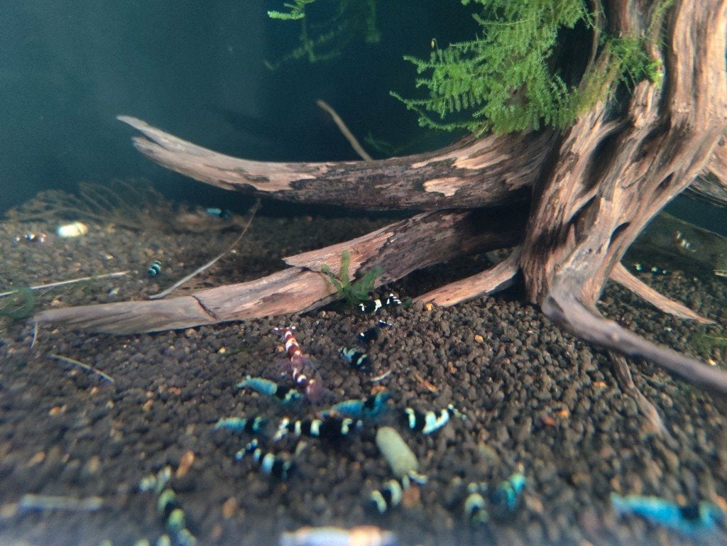 taiwan bee garnalen (ook verzenden)!, Dieren en Toebehoren, Vissen | Aquariumvissen, Kreeft, Krab of Garnaal, Zoetwatervis, Schoolvis