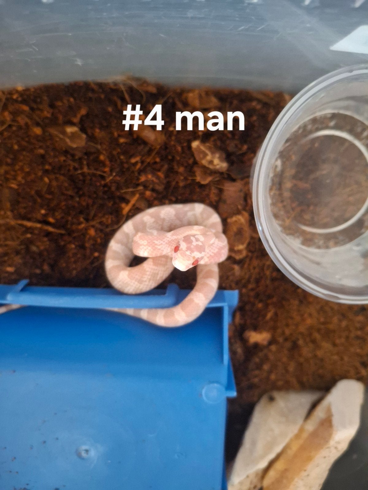 rattenslang nakweek 2026 Pantherophis guttatus Corn Snake photo 2