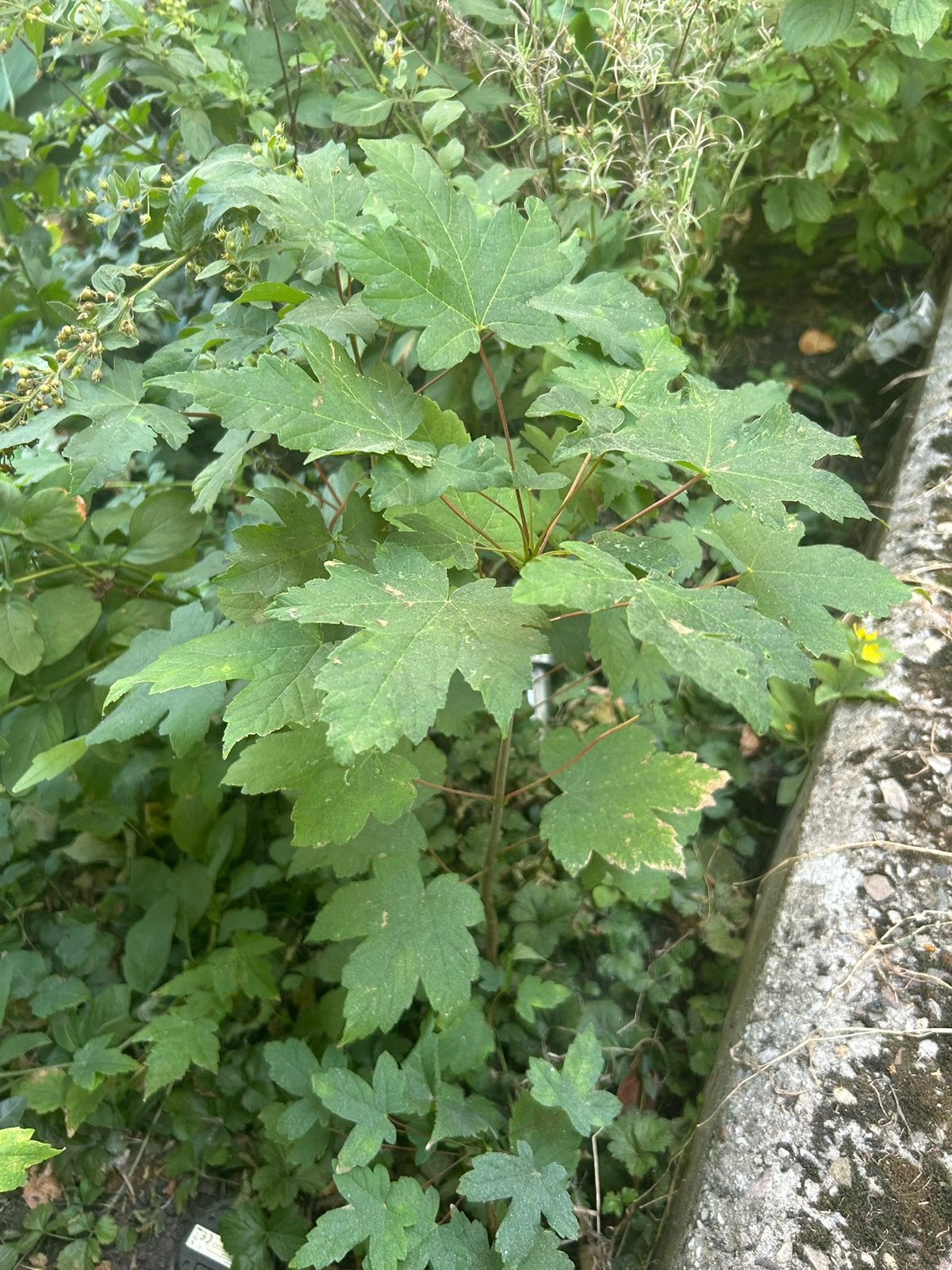 FREE Maple Tree Saplings, Ophalen, Volle zon, Overige soorten